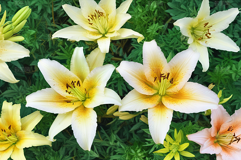 百合植物插图图片
