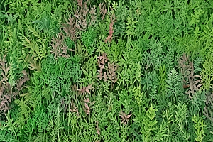 木通植物插图图片