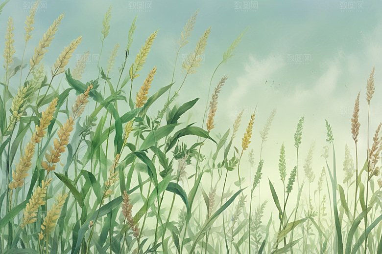 菖蒲植物插图图片