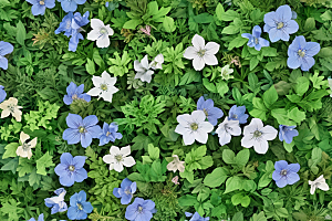 桔梗植物插图图片