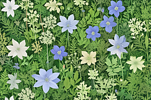 桔梗植物插图图片