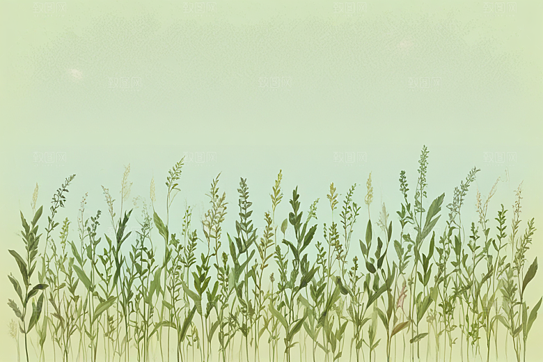 泽泻植物插图图片