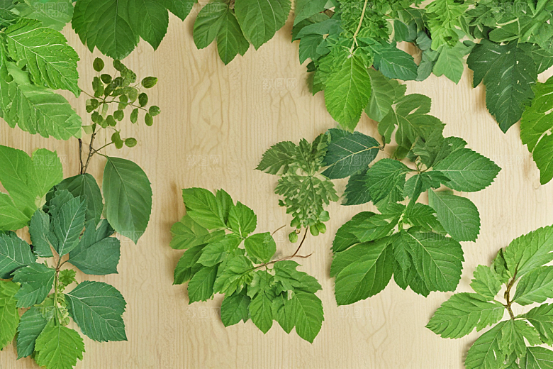 桑叶植物插图图片