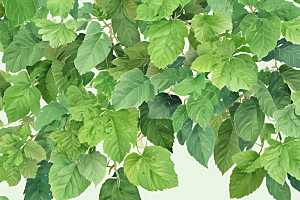 桑叶植物插图图片