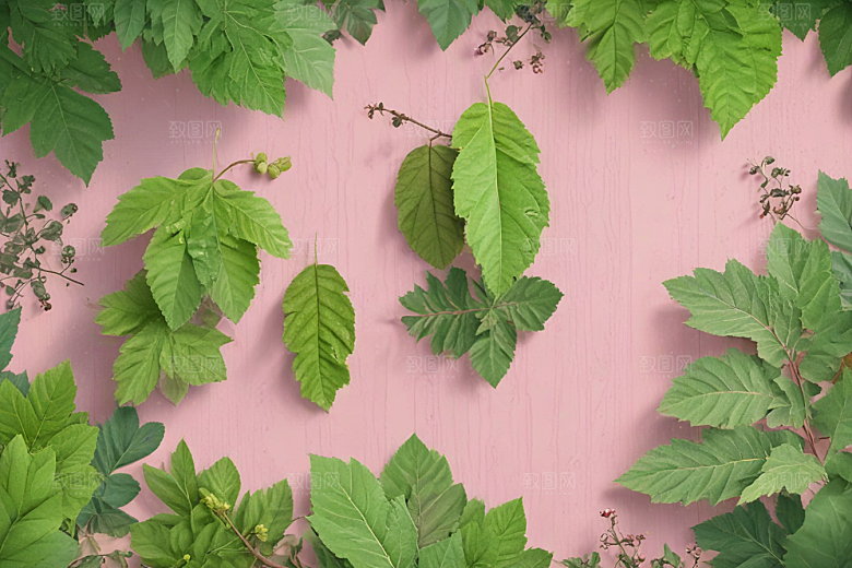 桑叶植物插图图片