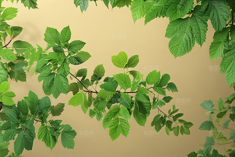 桑叶植物插图图片