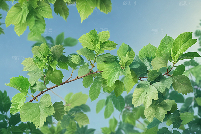 桑叶植物插图图片