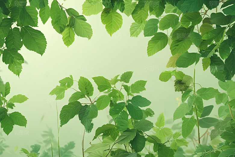 桑叶植物插图图片