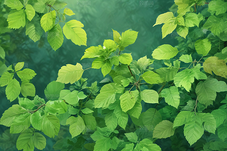 桑叶植物插图图片