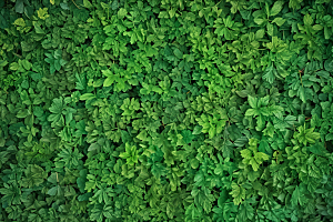 桑叶植物插图图片