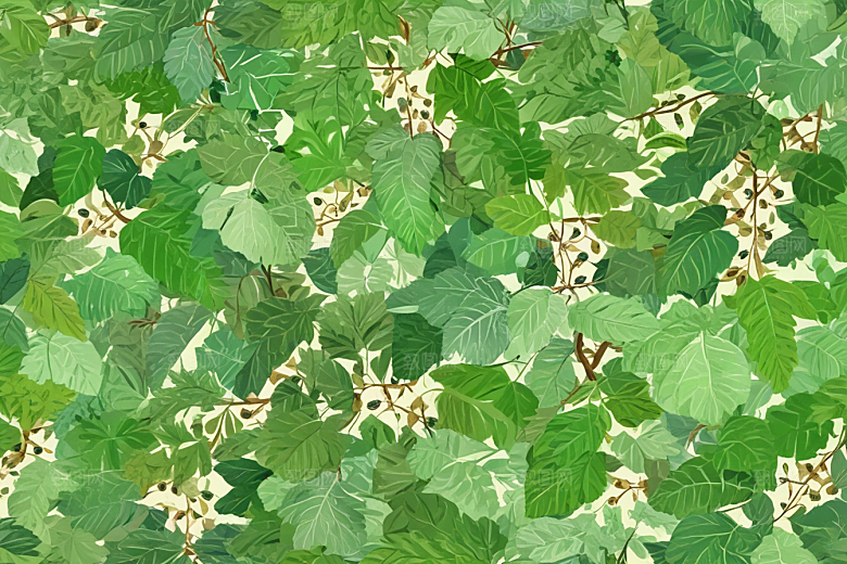 桑叶植物插图图片