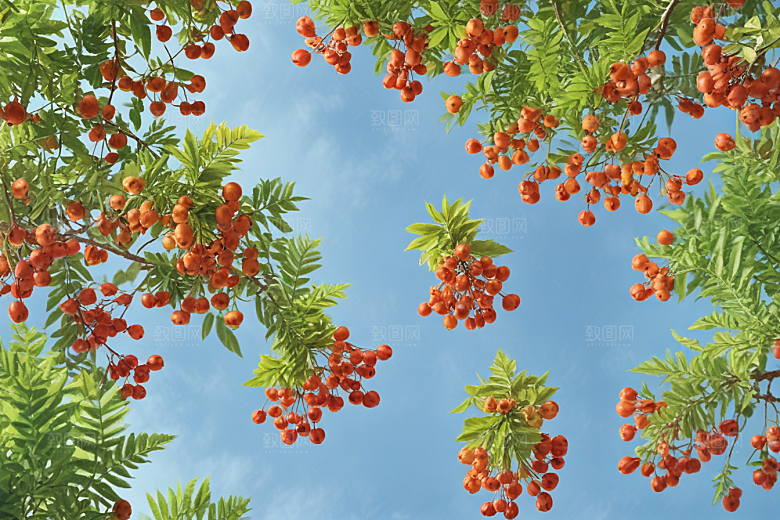 五味子植物插图图片