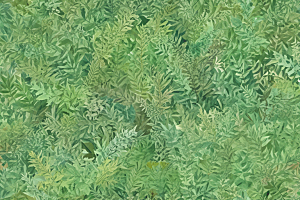 柏叶植物插图图片