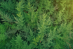 柏叶植物插图图片