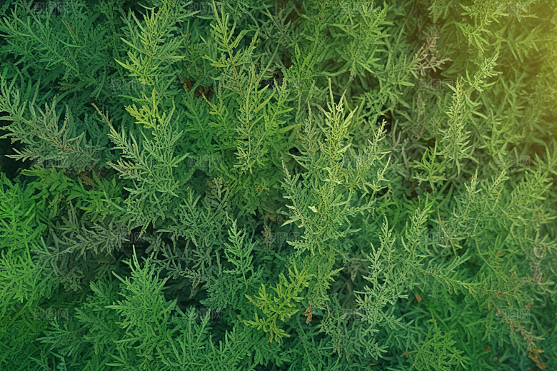 柏叶植物插图图片