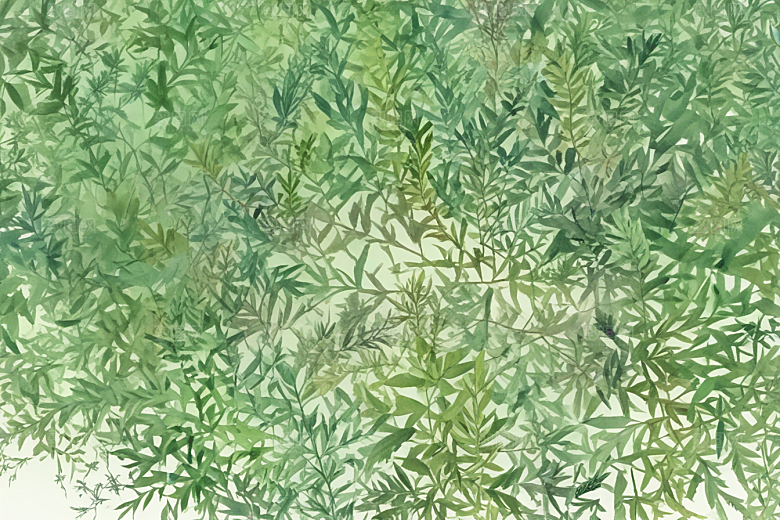 柏叶植物插图图片