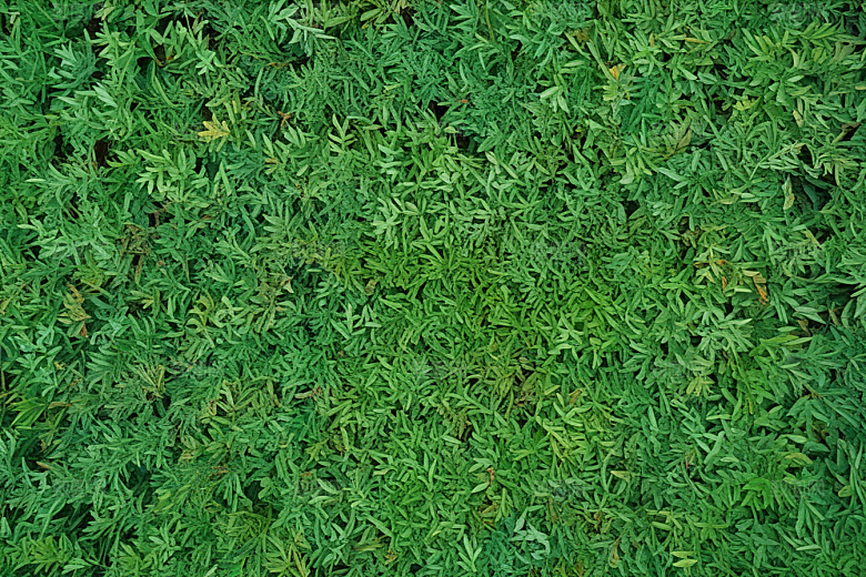 柏叶植物插图图片