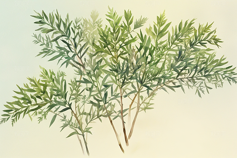 柏叶植物插图图片