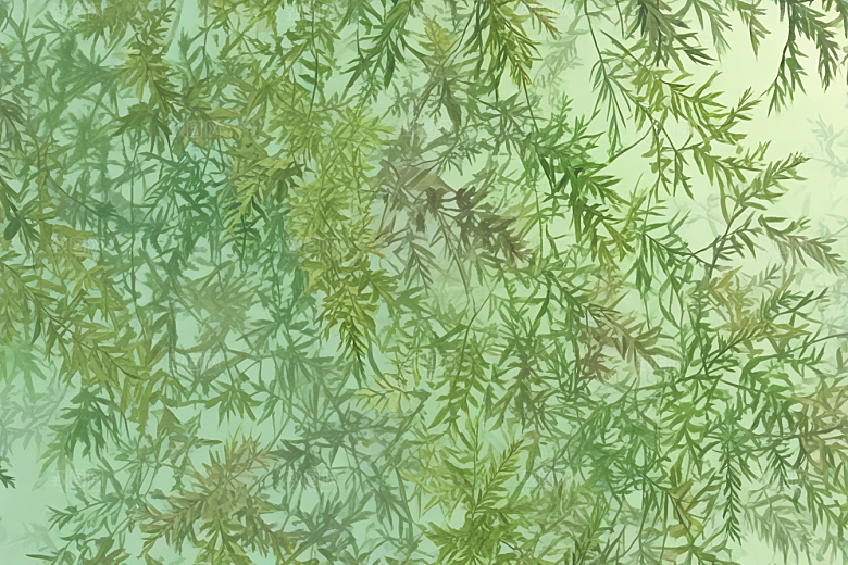 柏叶植物插图图片