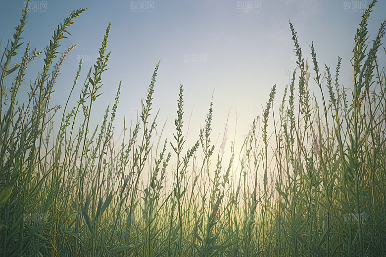 麻黄植物插图图片
