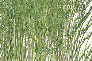 麻黄植物插图图片