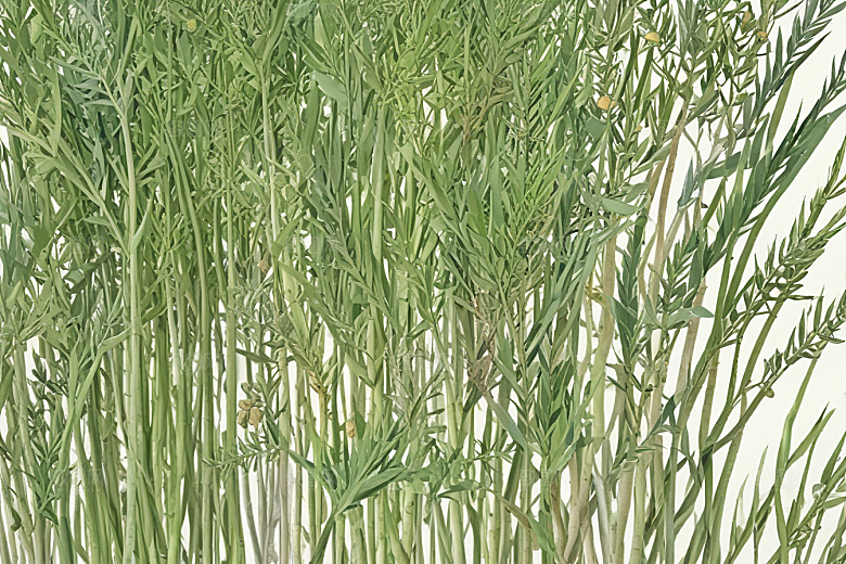 麻黄植物插图图片