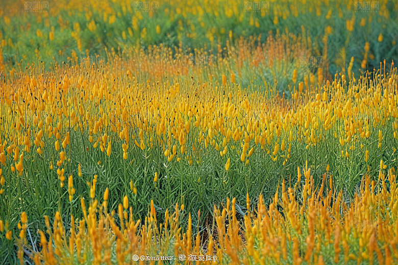 麻黄植物插图图片