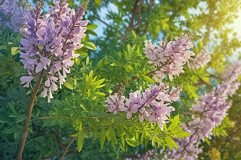 槐花植物插图图片