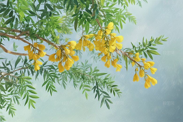 槐花植物插图图片