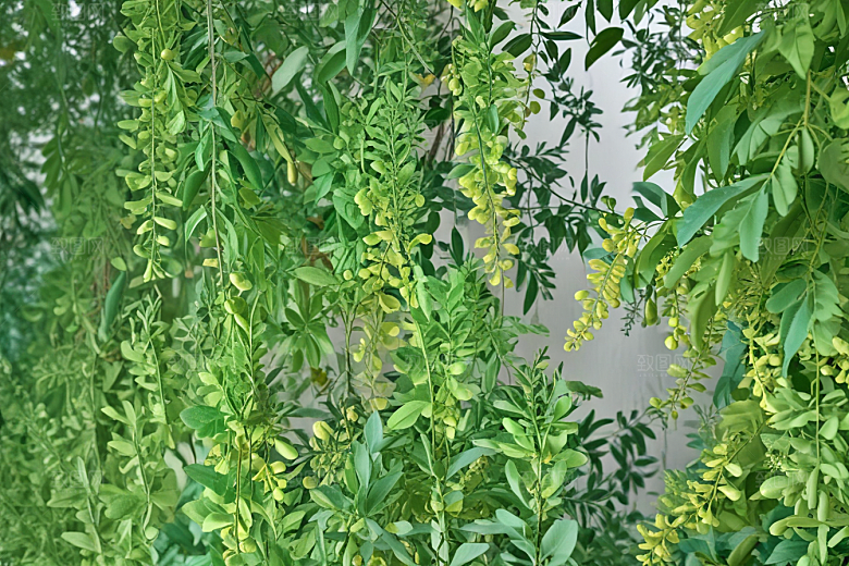 槐花植物插图图片