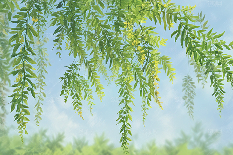 槐花植物插图图片