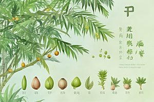 槟榔植物插图图片