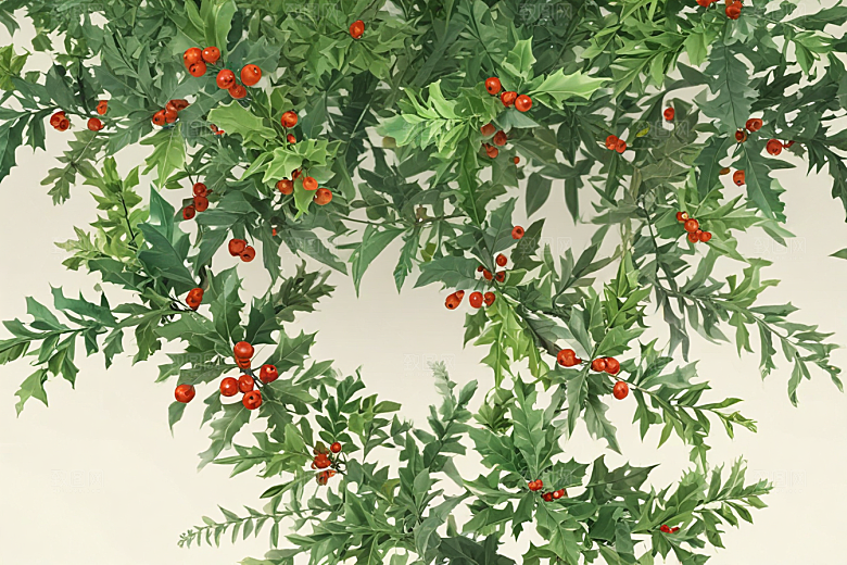 毛冬青植物插图图片