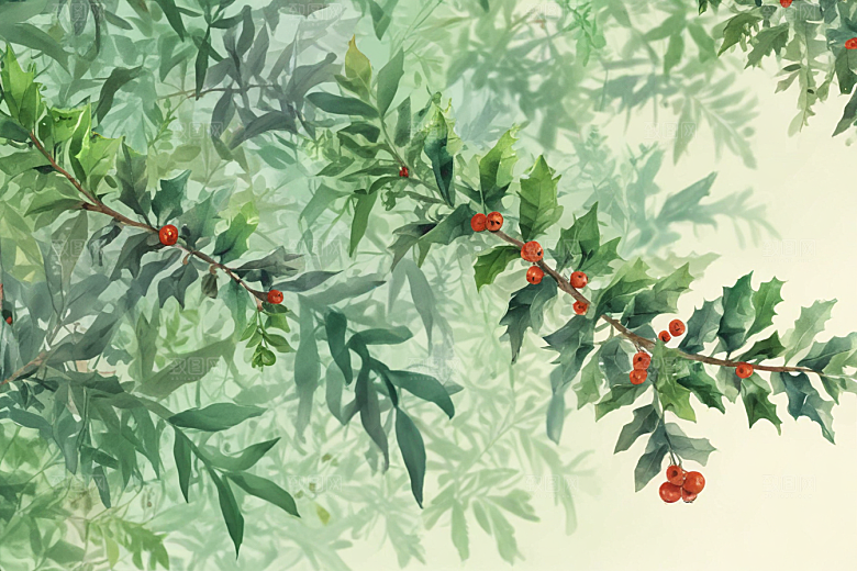 毛冬青植物插图图片