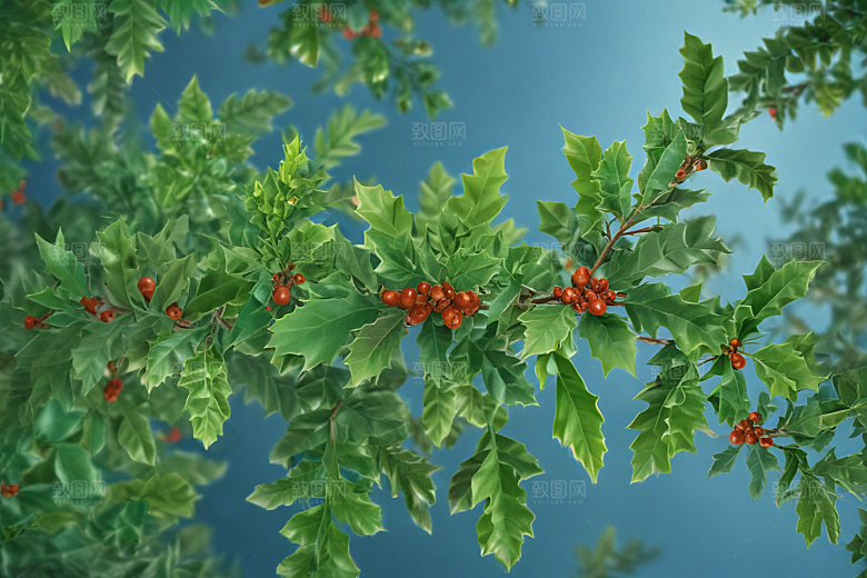毛冬青植物插图图片