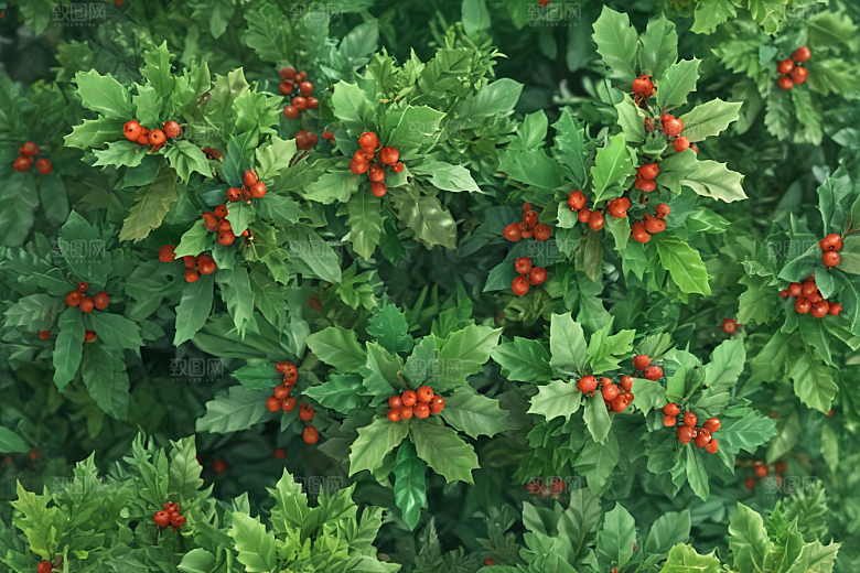 毛冬青植物插图图片