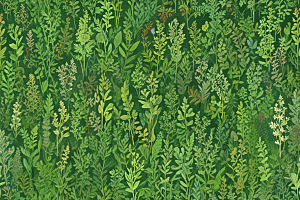 百部植物插图图片