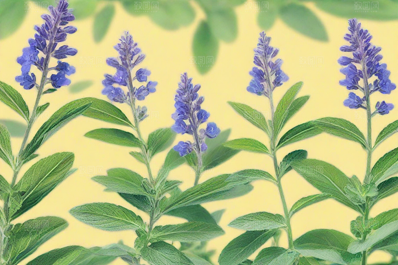荆芥植物插图图片