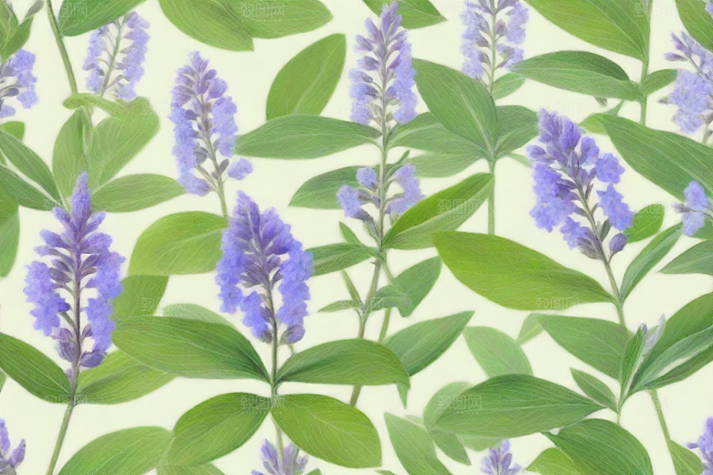 荆芥植物插图图片