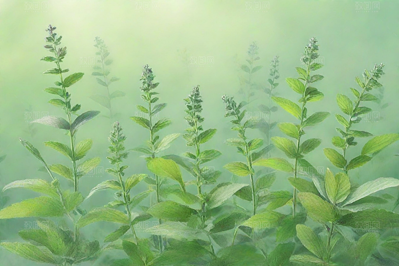 荆芥植物插图图片