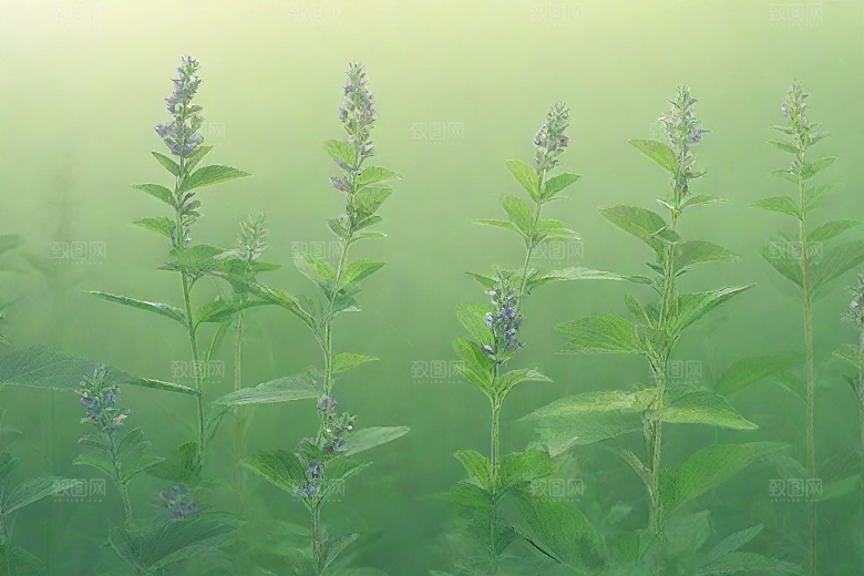 荆芥植物插图图片