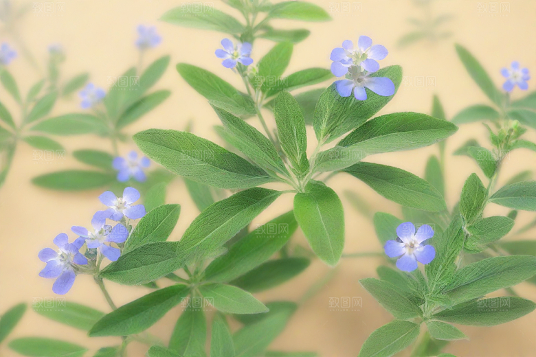 荆芥植物插图图片