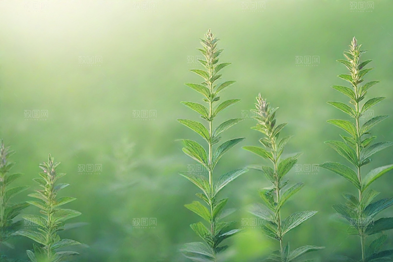 荆芥植物插图图片