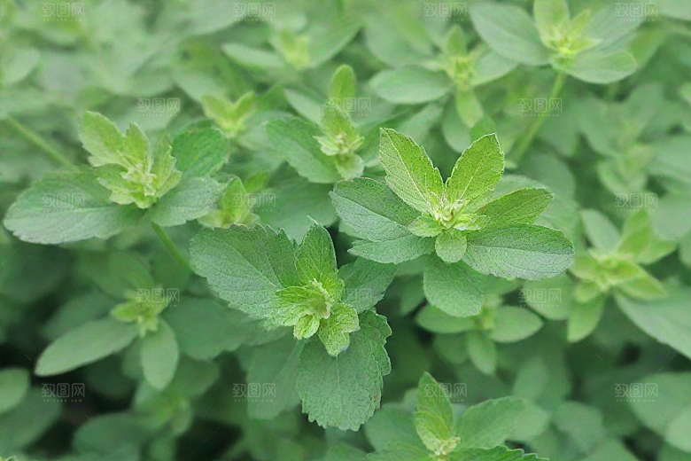 荆芥植物插图图片