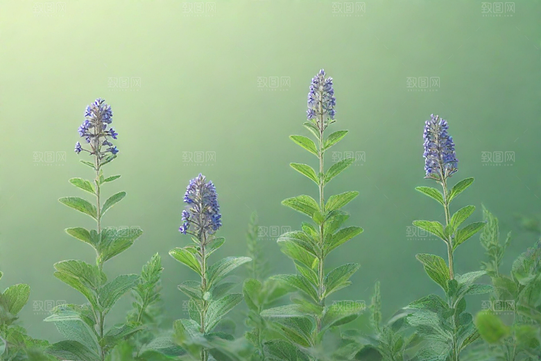荆芥植物插图图片