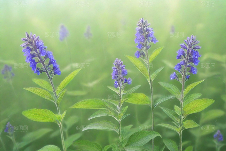 荆芥植物插图图片