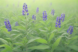 荆芥植物插图图片