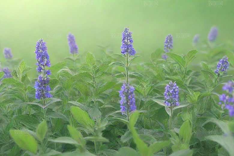 荆芥植物插图图片