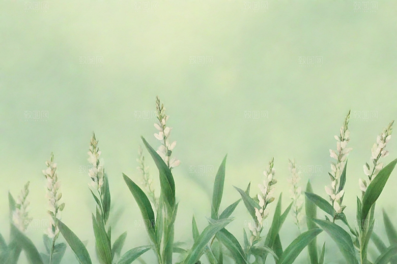 山莨菪植物插图图片