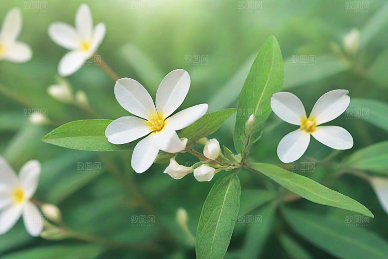 山莨菪植物插图图片